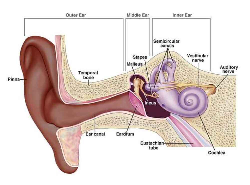 Ear diagram