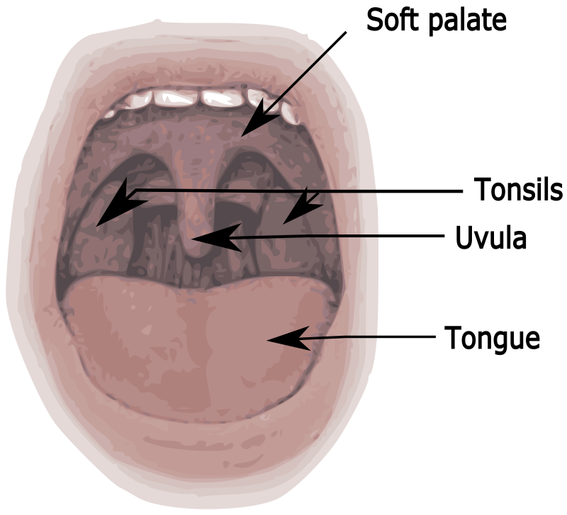 Inside mouth labeled for soft palate, uvula, tonsil, and tongue